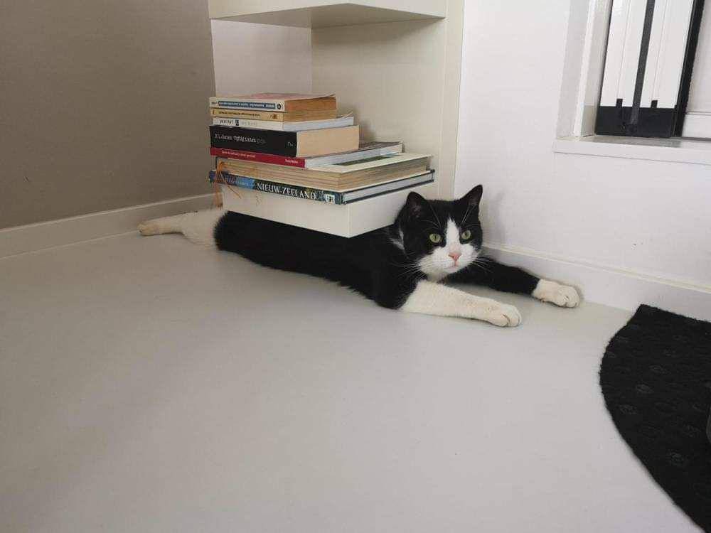 Kelakukan kucing hitam (via twitter.com/PetmenID)