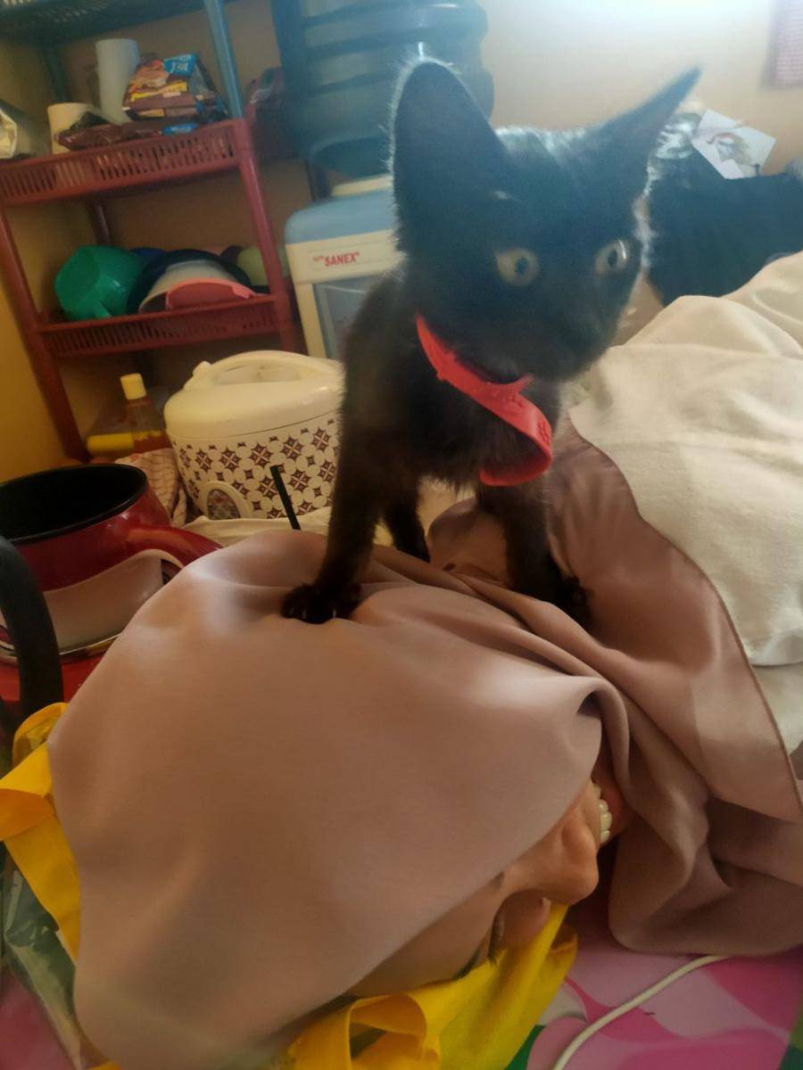 Kelakukan kucing hitam (via twitter.com/ZOO_FESS)