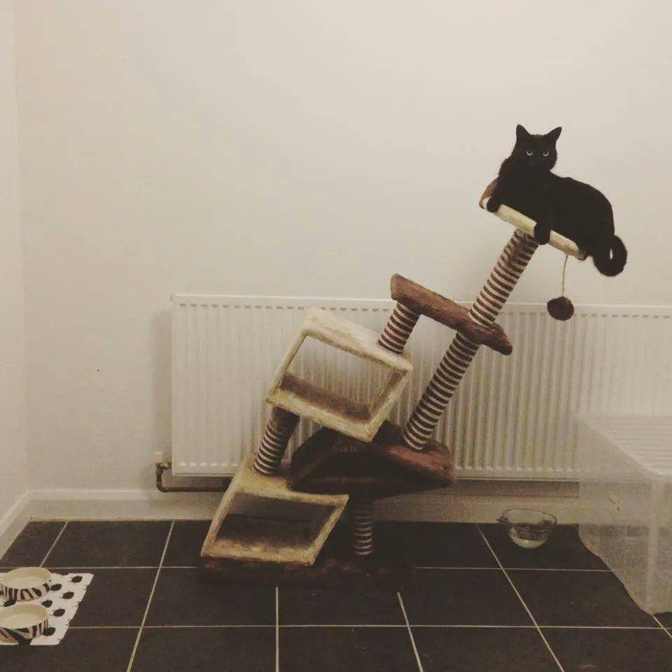 Kelakukan kucing hitam (via twitter.com/MeowedOfficial)