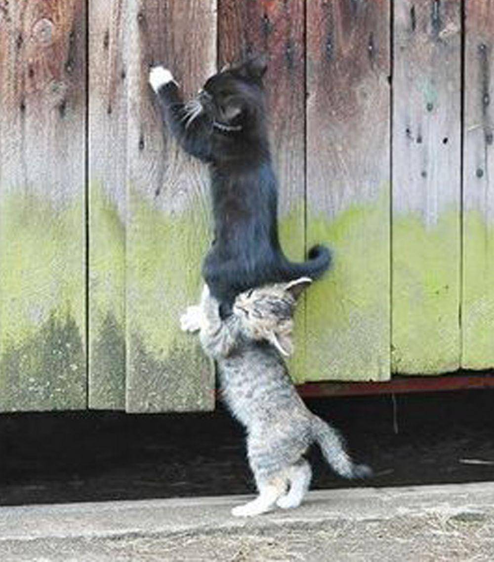 Kelakukan kucing hitam (via twitter.com/gentleeeeeeecat)