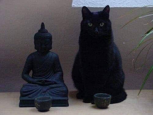 Kelakukan kucing hitam (via twitter.com/TranslatedCats)