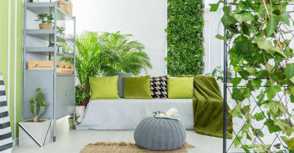 5 Cara Melebarkan Daun Sirih Gading, Bikin Rumah Makin Estetik
