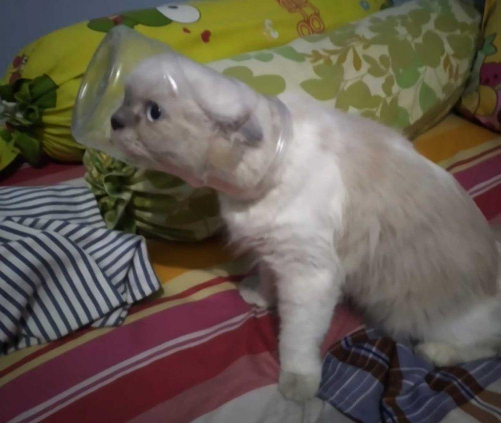 11 Tingkah Random Kucing yang Malah Bikin Ngakak, Kok Bisa?