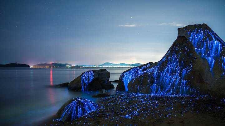 Sea Fireflies Okayama (twitter.com/sumazn707)