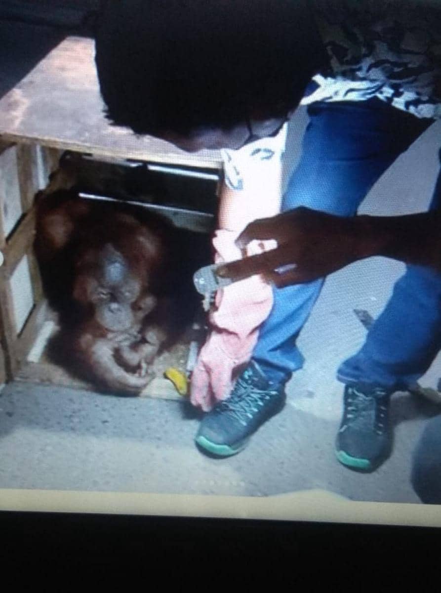 Orangutan yang berhasil diselamatkan dari perdagangan di Binjai (Dok.IDN Times/ istimewa)