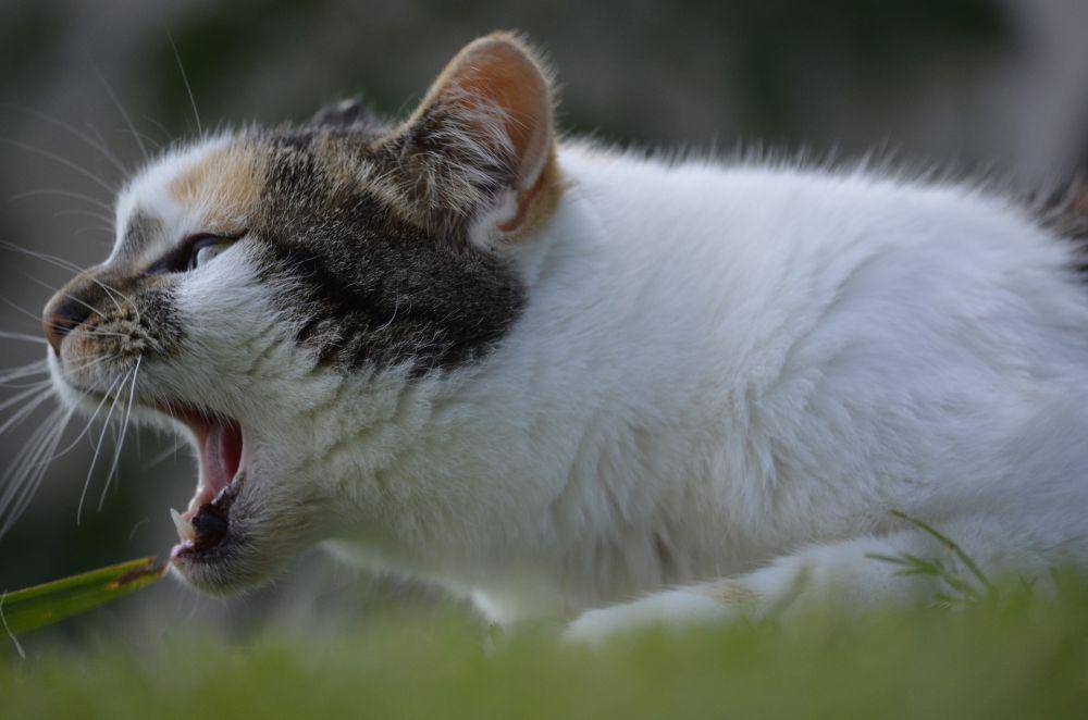 ilustrasi kucing yang sedang mengeong (pixabay.com/kadres)