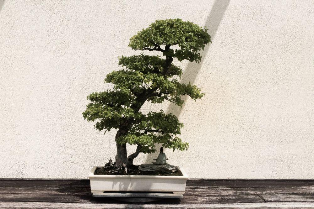 7 Tanaman yang Paling Cocok Dijadikan Bonsai, Mau Coba?