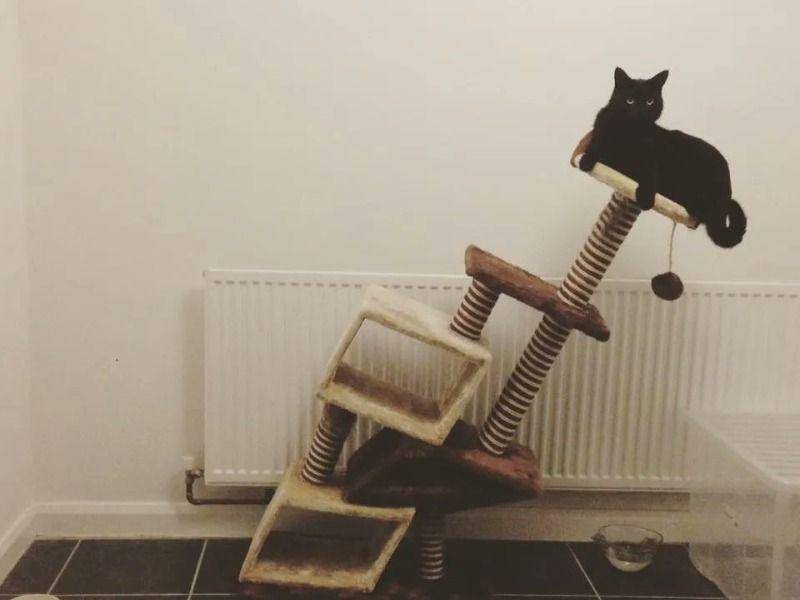 Kelakukan kucing hitam (via twitter.com/MeowedOfficial)