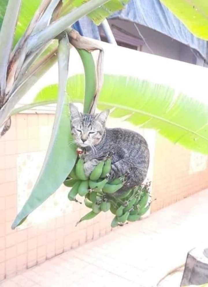 Tempat nongkrong anabul (via twitter.com/ZOO_FESS)