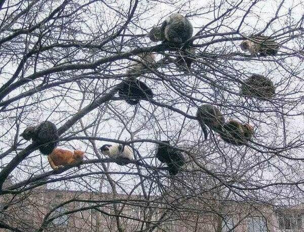 Tempat nongkrong anabul (via twitter.com/TranslatedCats)