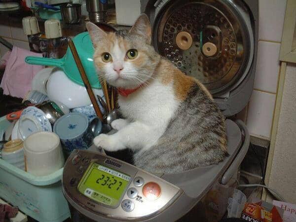 10 Tempat Absurd Favorit Kucing, Gak Hanya di Dalam Kardus