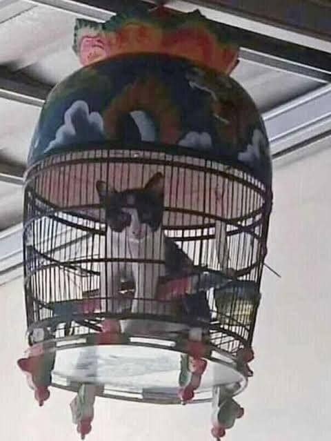 Tempat nongkrong anabul (via twitter.com/GarasiKomedi)