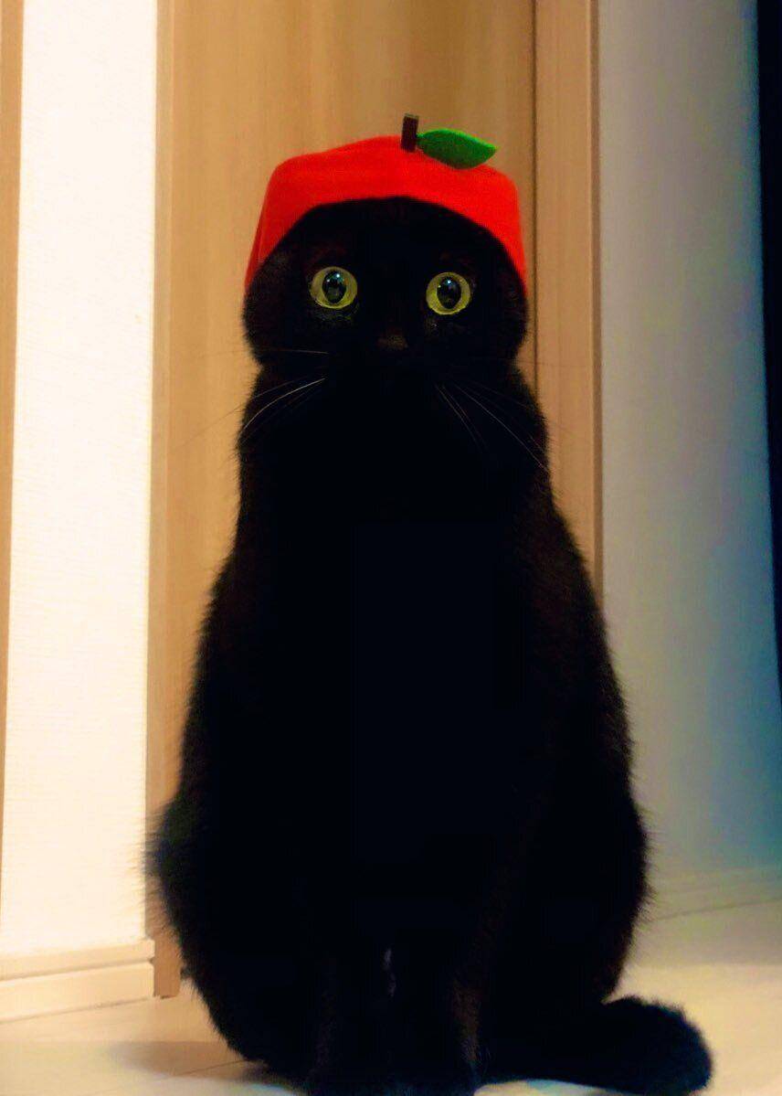 Kelakukan kucing hitam (via twitter.com/nkknrk)