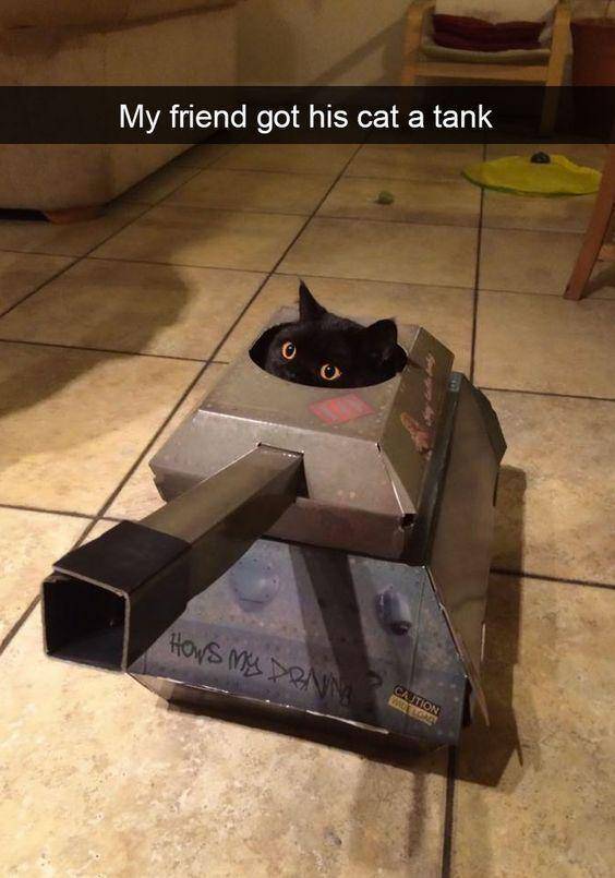 Kelakukan kucing hitam (via twitter.com/gentleeeeeeecat)