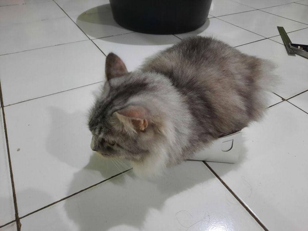 Tempat nongkrong anabul (via twitter.com/akunbabibu)