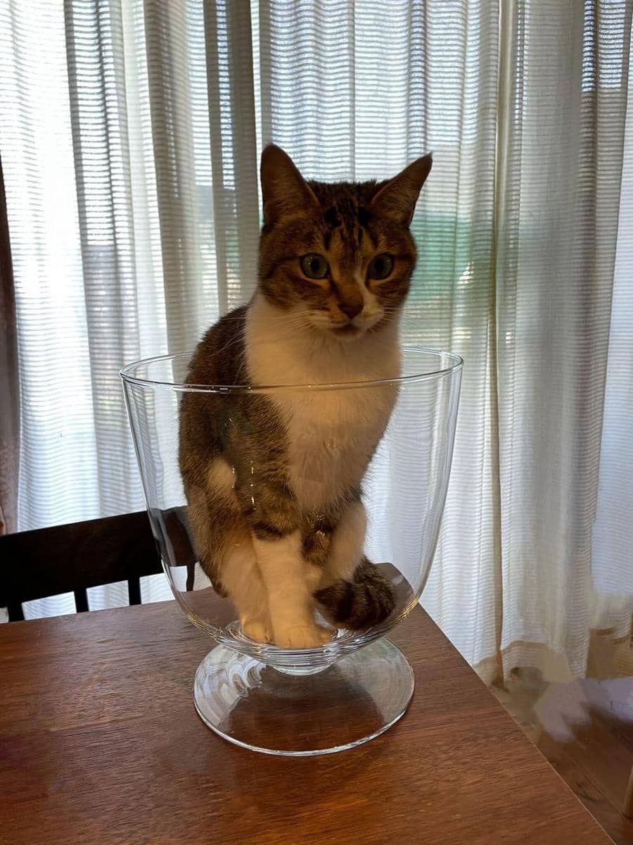 Tempat nongkrong anabul (via twitter.com/kokonananya)