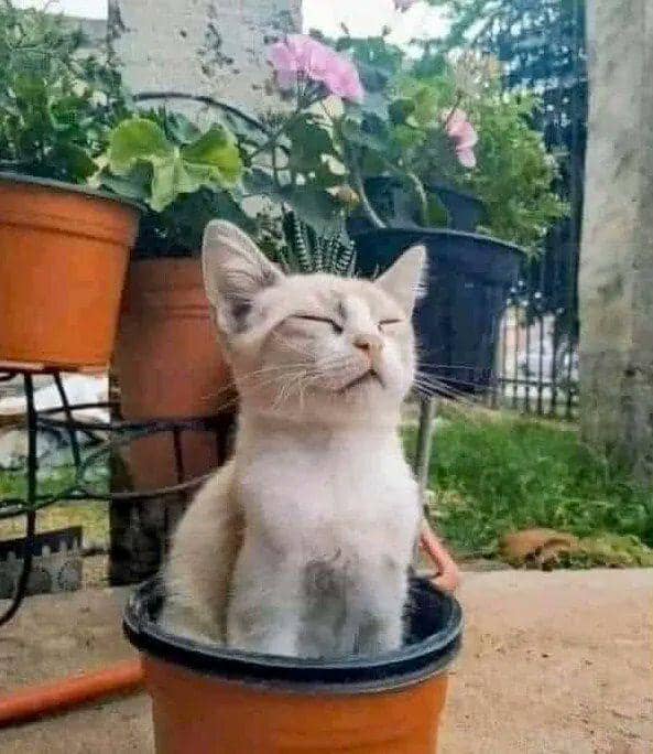 Tempat nongkrong anabul (via twitter.com/MeowedOfficial)