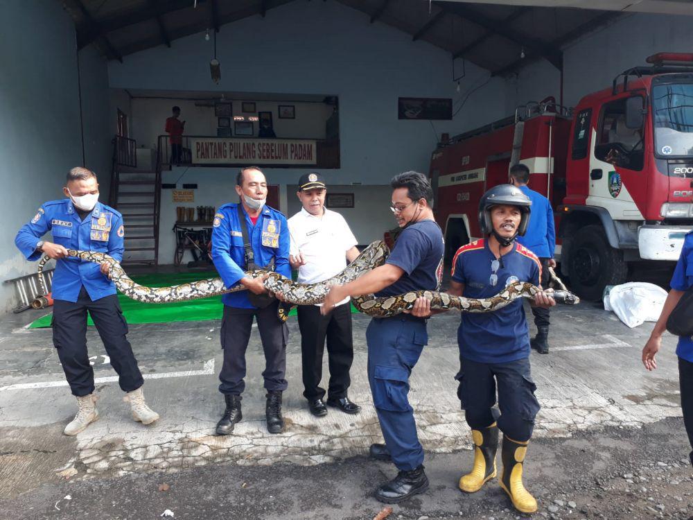 Damkar Kota Bekasi Evakuasi 43 Ekor Ular Kobra dan Sanca dalam Dua Bulan