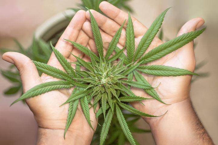 Ilustrasi daun ganja (pixabay.com/erin_hinterland)