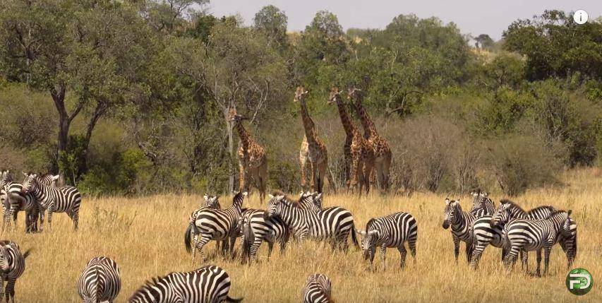 kumpulan zebra dan jerapah di Maasai Mara National Game Reserve, Kenya (youtube.com/Free Documentary-Nature)