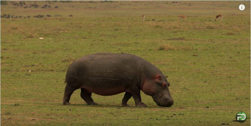 potret seekor badak, salah satu yang termasuk "Big Five" di Maasai Mara National Game Reserve, Kenya (youtube.com/Free Documentary-Nature)