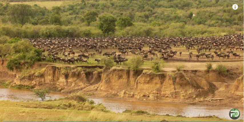 migrasi wildebeest yang terpantau di Maasai Mara National Game Reserve, Kenya (youtube.com/Free Documentary-Nature)