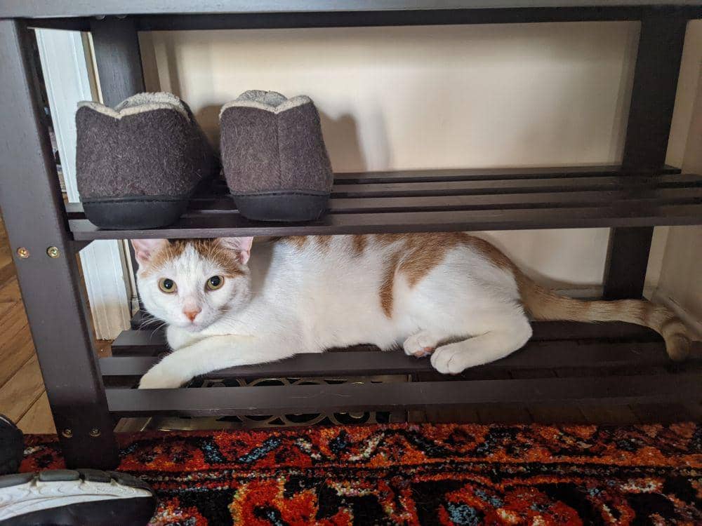 Tempat nongkrong anabul (via reddit.com/user/das_zoo)