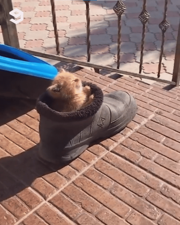 Tempat nongkrong anabul (via twitter.com/MeowedOfficial)