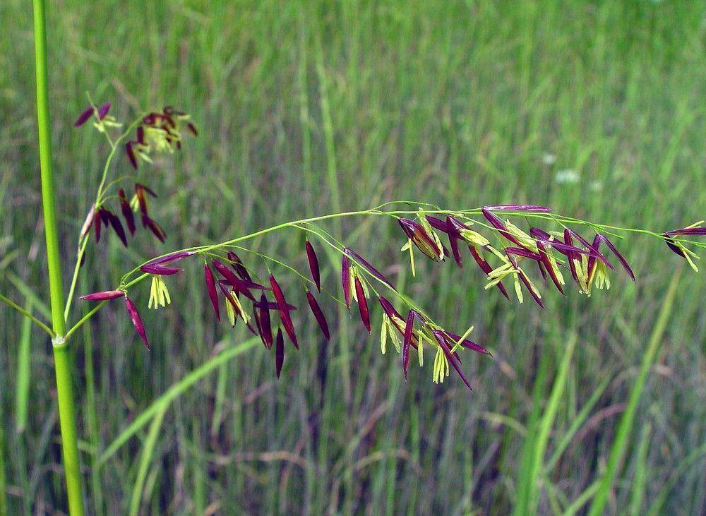 tanaman padi liar (gobotany.nativeplanttrust.org)