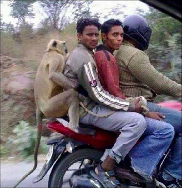 kejadian random di India (izismile.com)