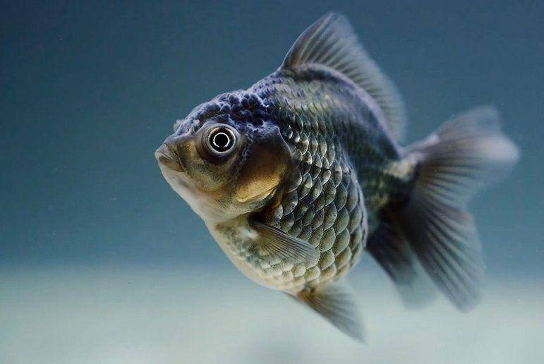 ilustrasi ikan (pixabay.com/rethinktwice-1369537)