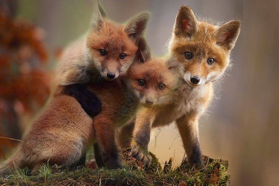 ilustrasi anak rubah (pixabay.com/arttower-5337)