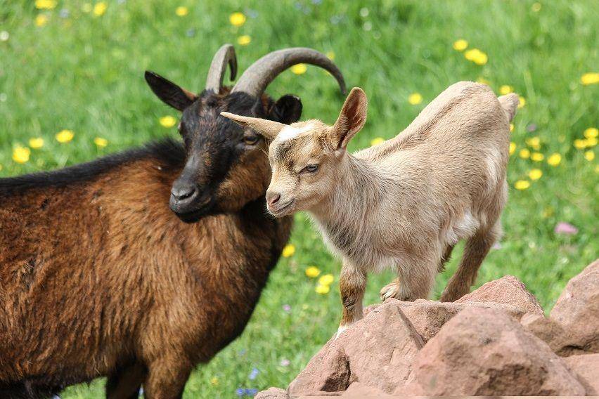 ilustrasi anak kambing dan induknya (pixabay.com/katzenfee50-7273650)