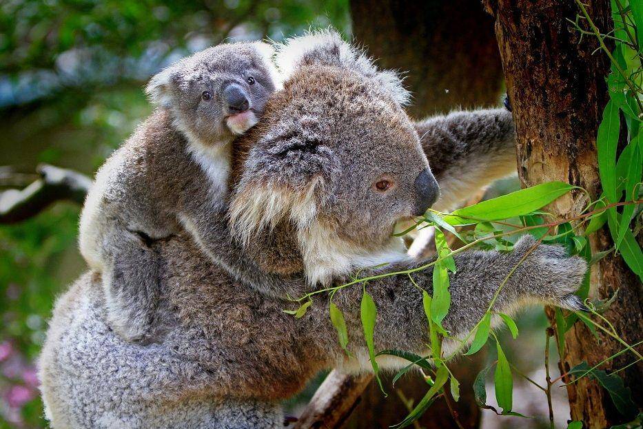 ilustrasi induk koala dan anaknya (pixabay.com/holgi-5825)