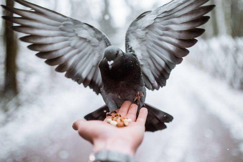 ilustrasi burung dara (unsplash.com/tanelah)