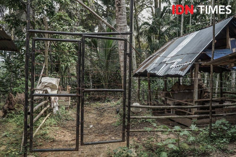 Kandang anti serangan harimau atau Tiger Proof Enclosure (TPE) dibangun untuk mencegah potensi ternak dimangsa oleh harimau. (Saddam Husein for IDN Times)
