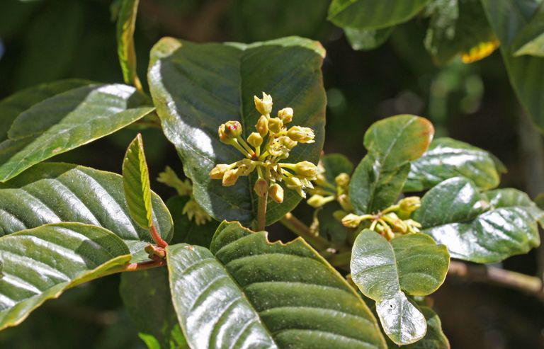 5 Manfaat Cascara Sagrada bagi Kesehatan, Baik untuk Pencernaan