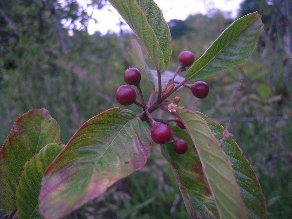 cascara sagrada (commons.wikimedia.org/Jesse Taylor)
