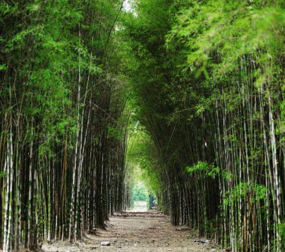 Hutan Bambu Keputih (instagram.com/rachmadiandwi_real)