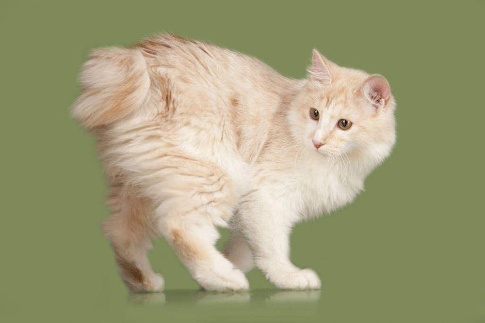 Kurilian bobtail (omlet.co.uk)