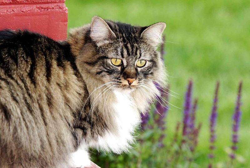 Cymric cat (thesprucepets.com)