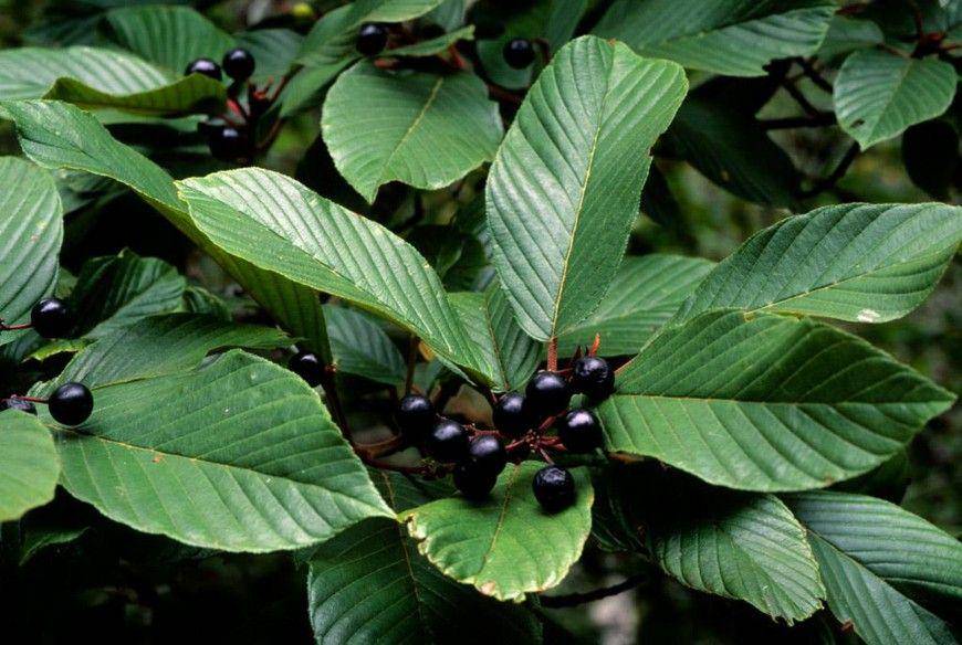 ilustrasi Cascara Sagrada (unitedplantsavers.org)