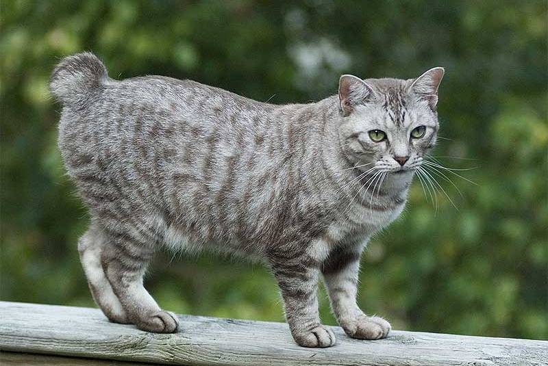 American bobtail cat (blebur.com)