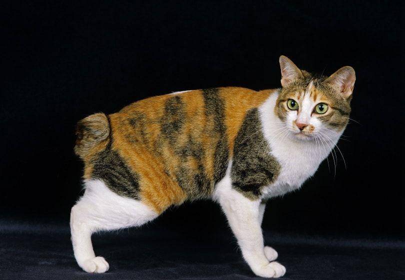 Japanese bobtail cat (hepper.com)