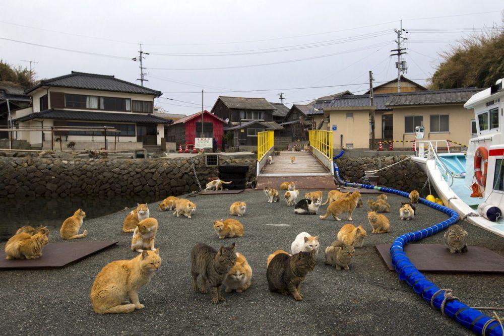 5 Pulau di Jepang yang Bikin Pencinta Kucing Malas Pulang
