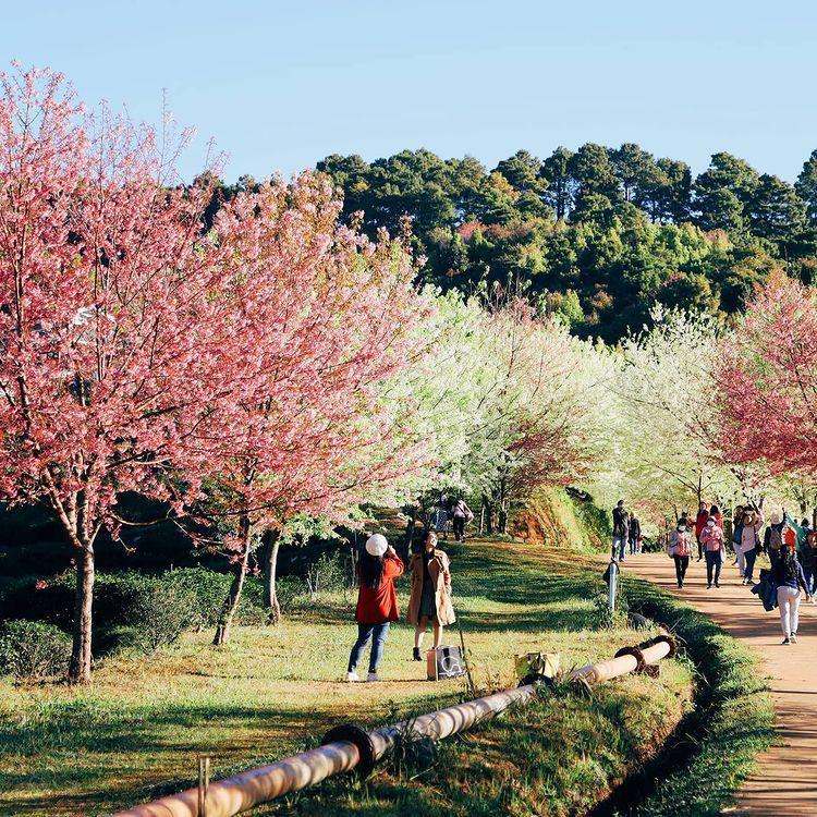10 Potret Menawan Sakura Mekar di Chiang Mai, Thailand Rasa Jepang!