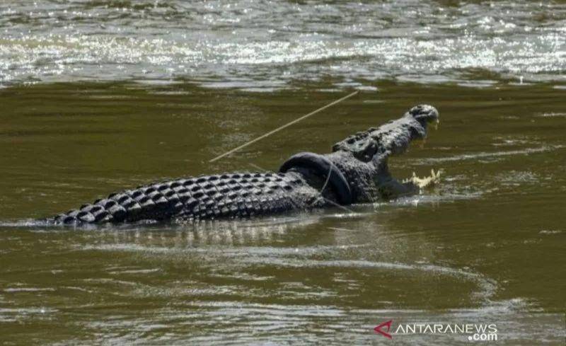 Buaya berkalung ban di Palu/dok ANTARA