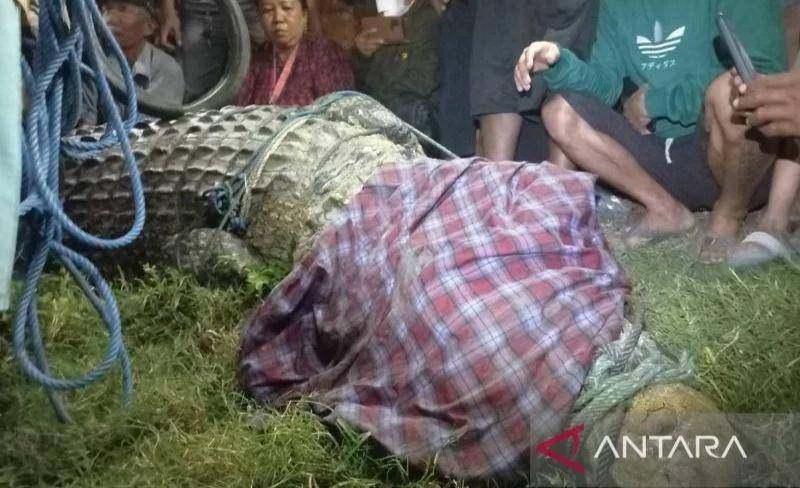 Evakuasi buaya berkalung ban/dok ANTARA