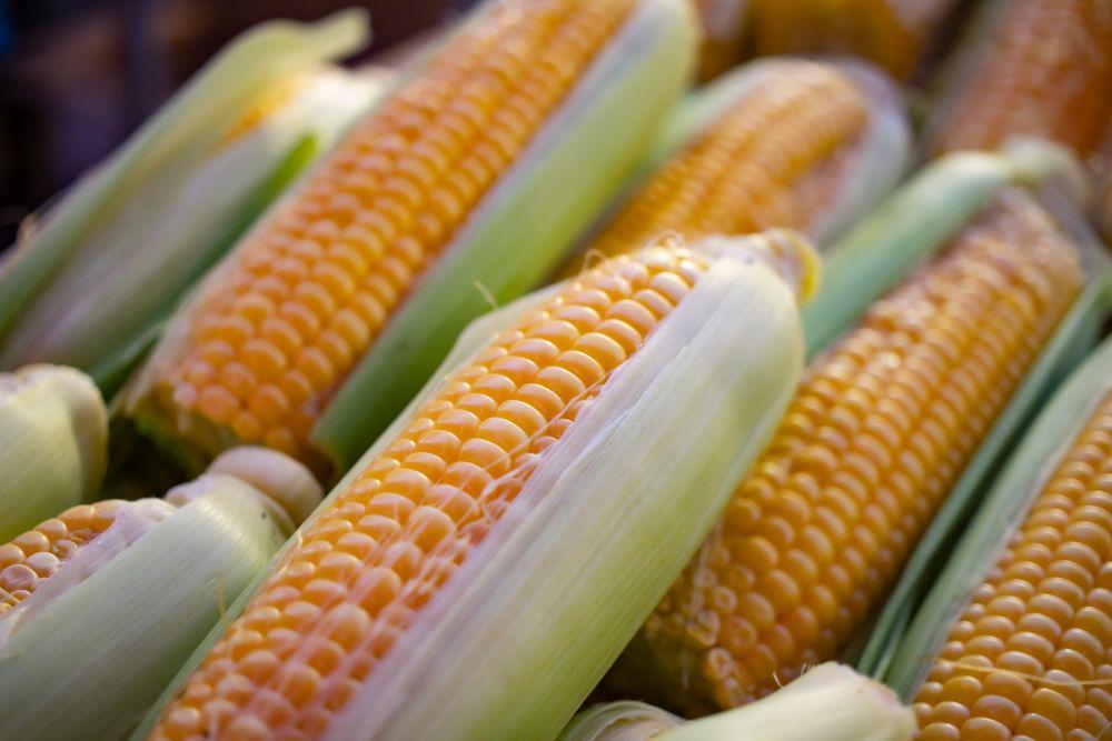 9 Olahan Jagung dari Berbagai Negara, Unik dan Beragam