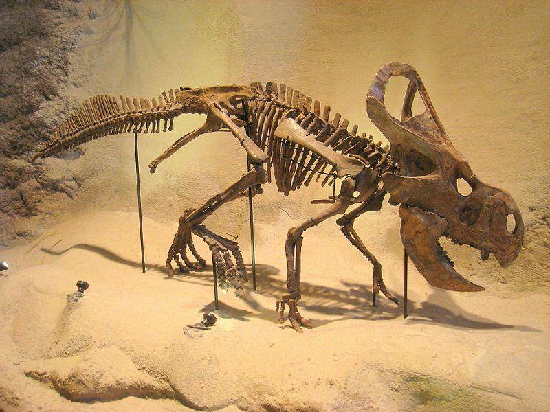 fosil protoceratops (commons.wikimedia.org/Daderot)
